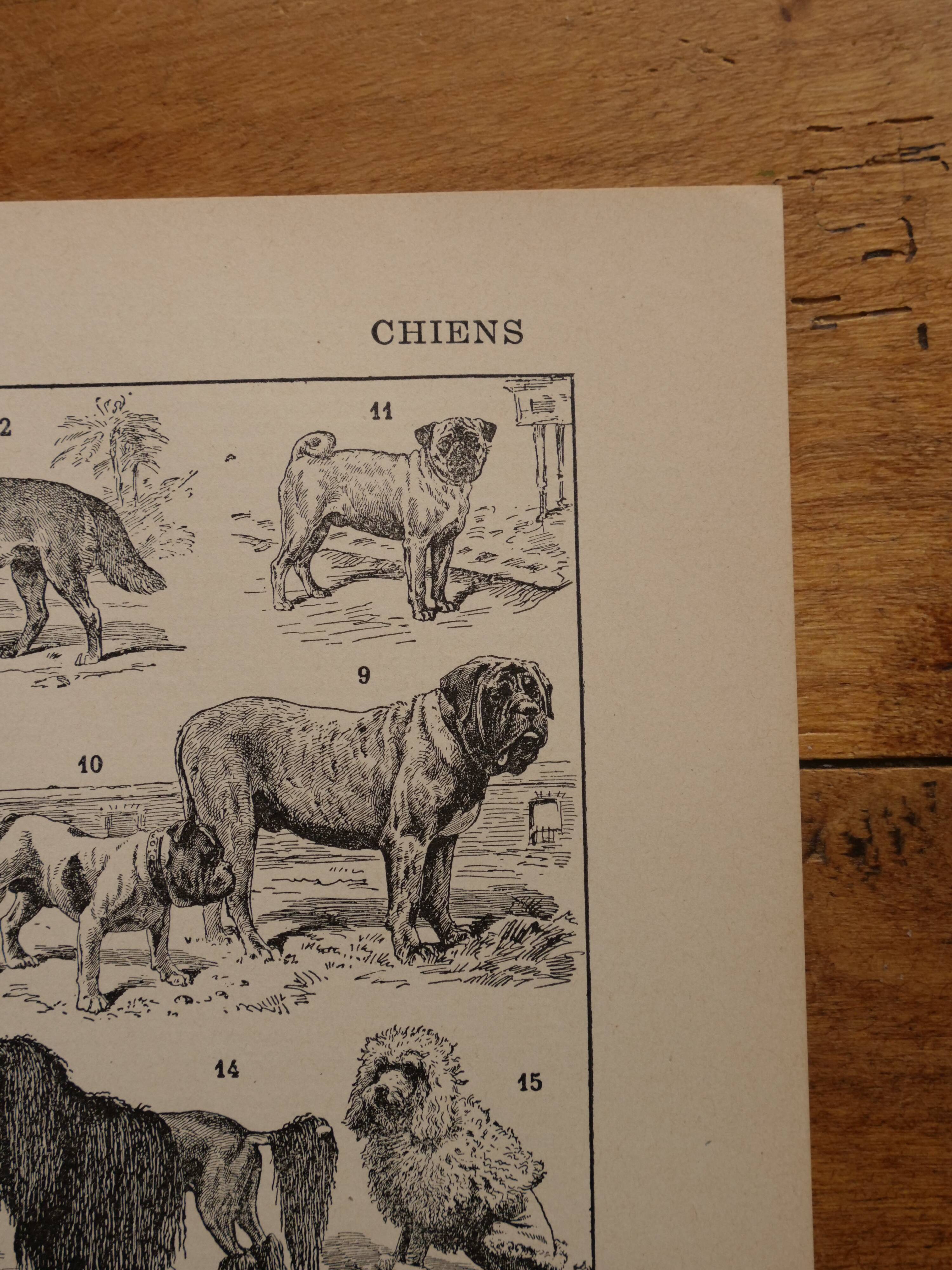 Original lithograph on dogs