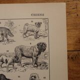Original lithograph on dogs