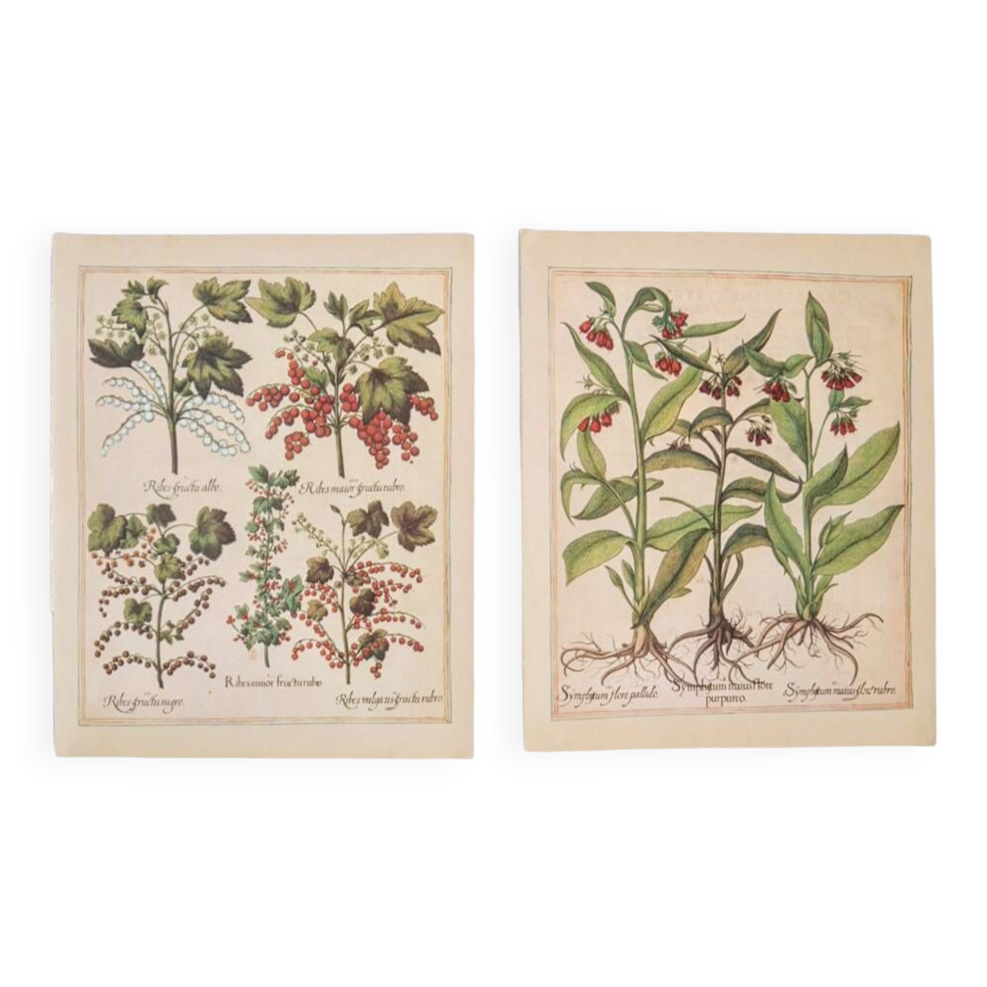 Planches herbier ancien
