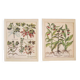 Planches herbier ancien