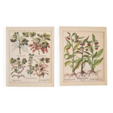 Planches herbier ancien