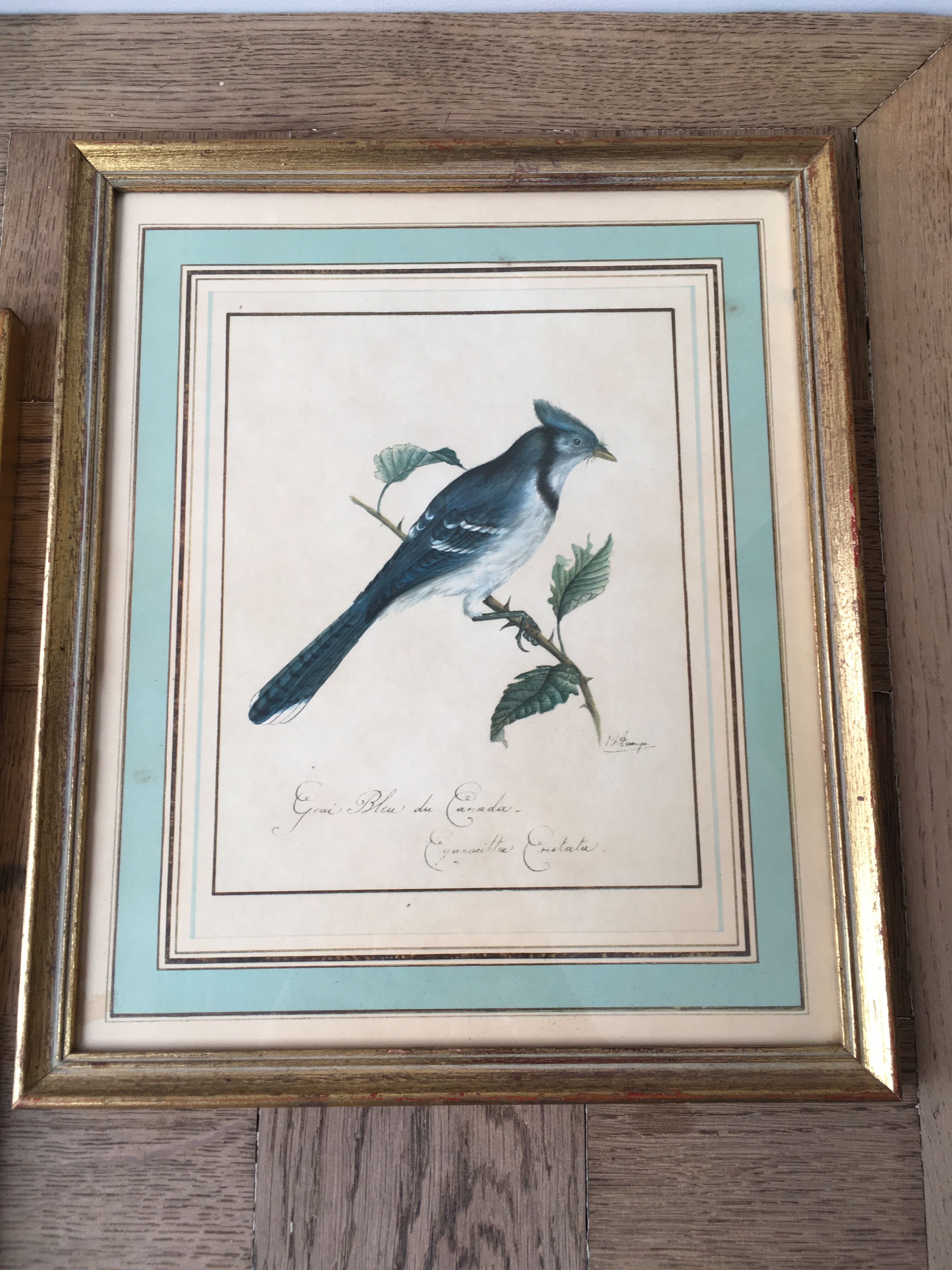 Paire de cadres, gravures anciennes oiseaux