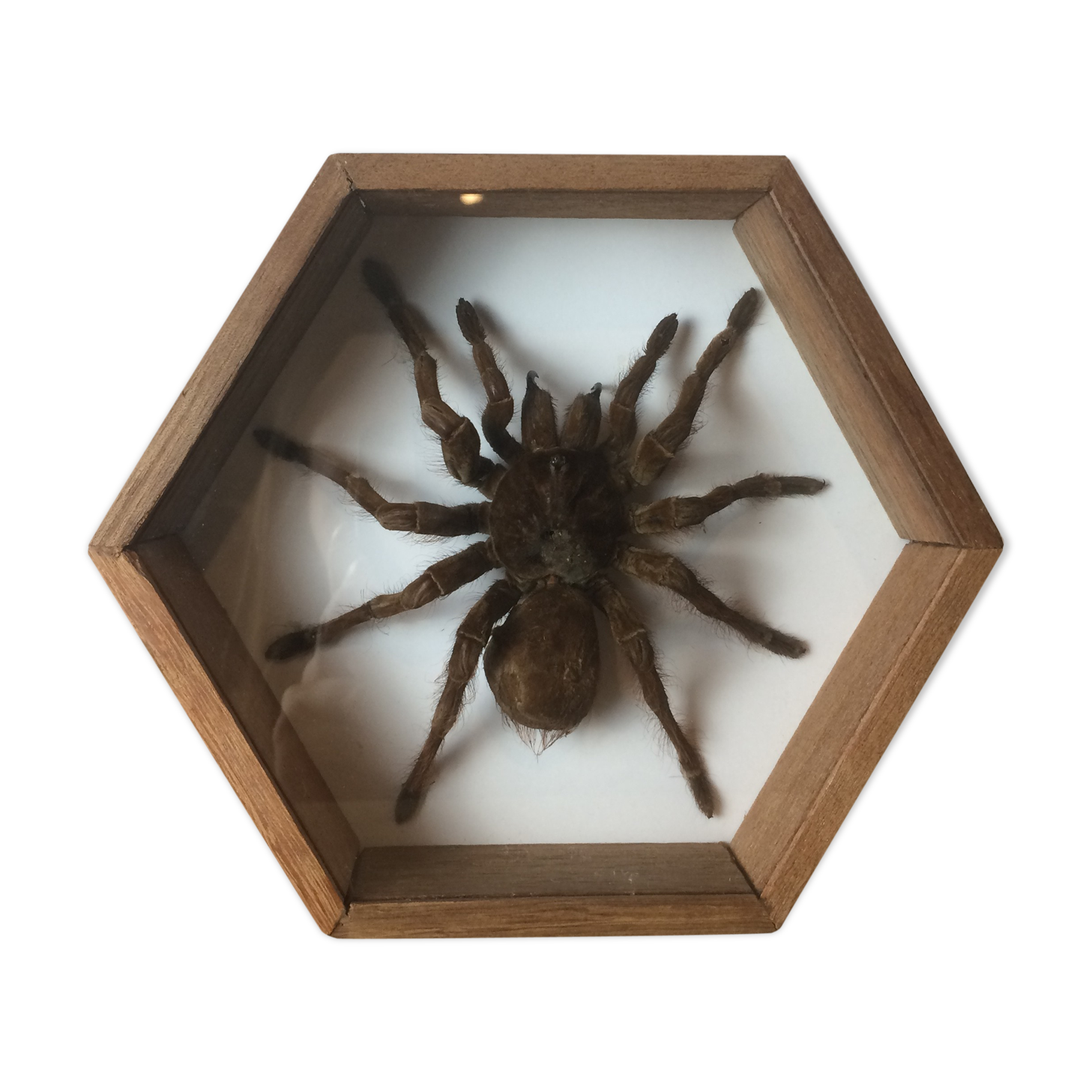 Naturalized mygal spider under hexagonal frame