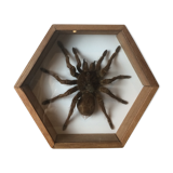 Naturalized mygal spider under hexagonal frame