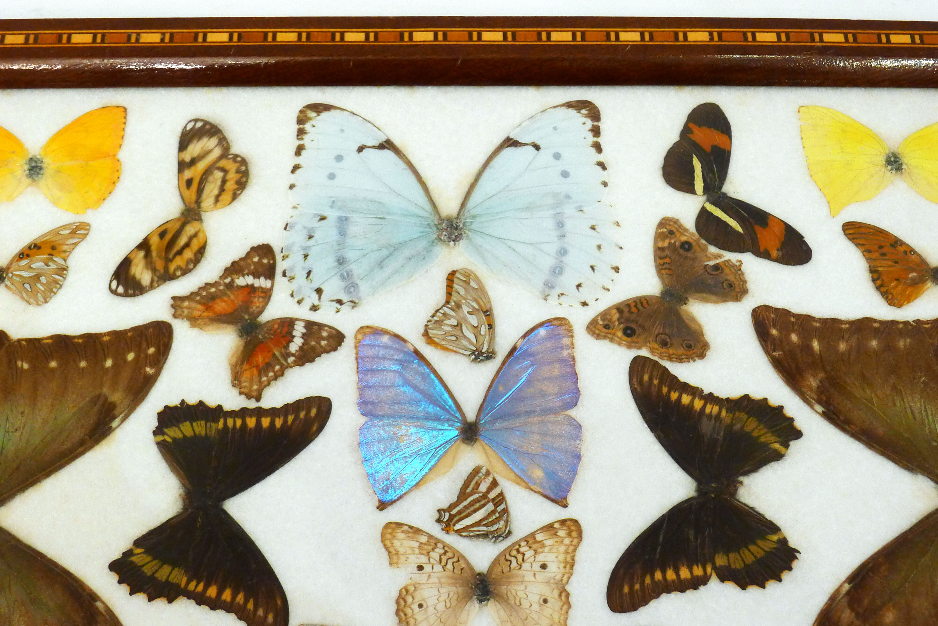 Butterfly tray
