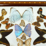 Butterfly tray