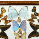 Butterfly tray