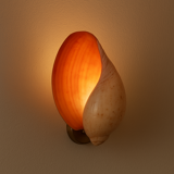 Large Melo Amphora seashell.