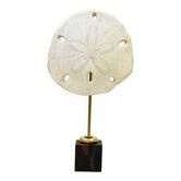 Dollar des sables blanc naturel sur socle en bois cabinet de curiosités Corail