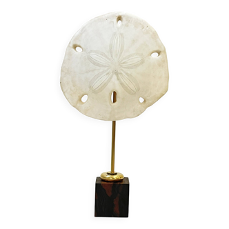 Natural white sand dollar on wooden base cabinet of curiosities Coral