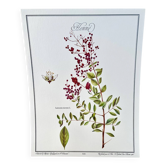 Botanical plate – Henna – Louis Pariente, 1986