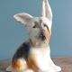 Dog signed Desvres Gabriel Fourmaintraux early 20th century