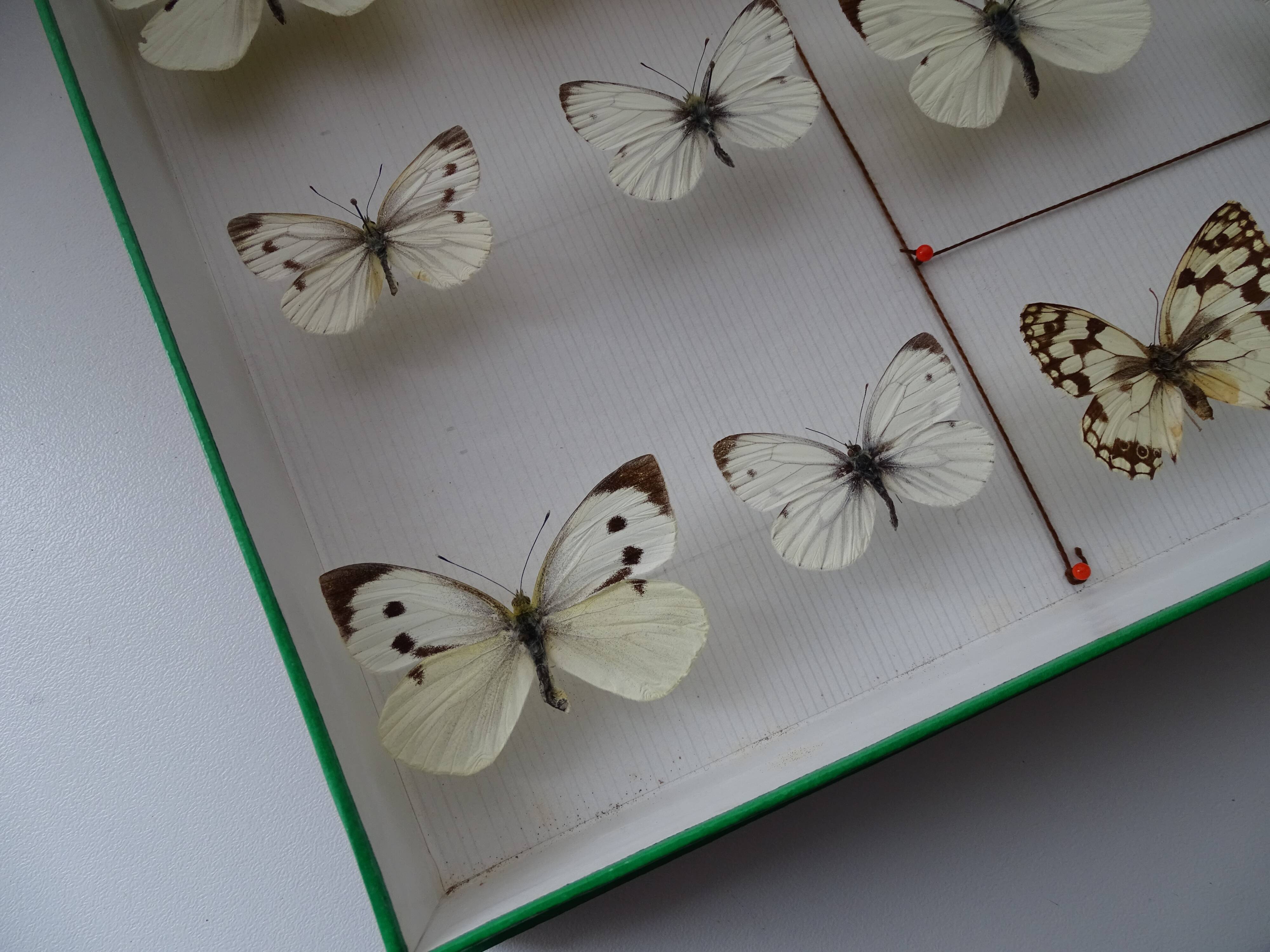 25 ancient stuffed butterflies under frame era 1930