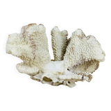 Old white coral 20 cm