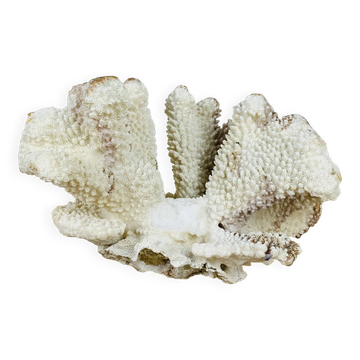 Old white coral 20 cm