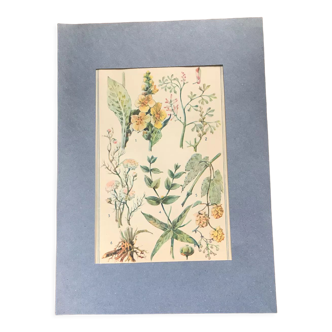 Original vintage botanical board IX