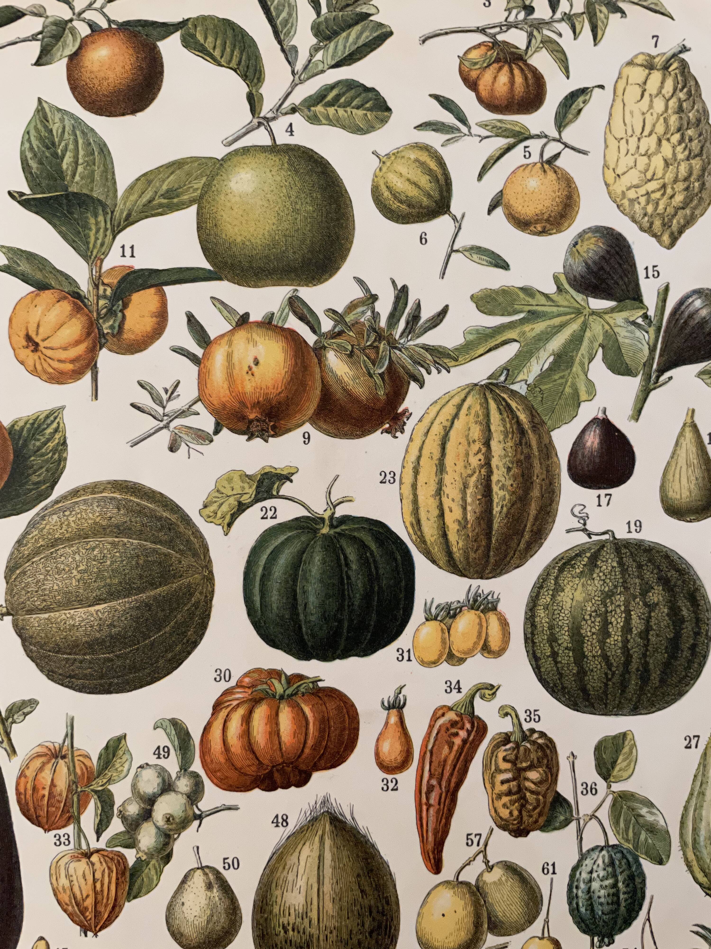 Lithograph engraving on fruits (melon) from 1897