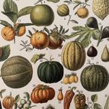 Lithograph engraving on fruits (melon) from 1897