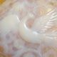 Dish opalescent Bird of paradise signed D'Avesn