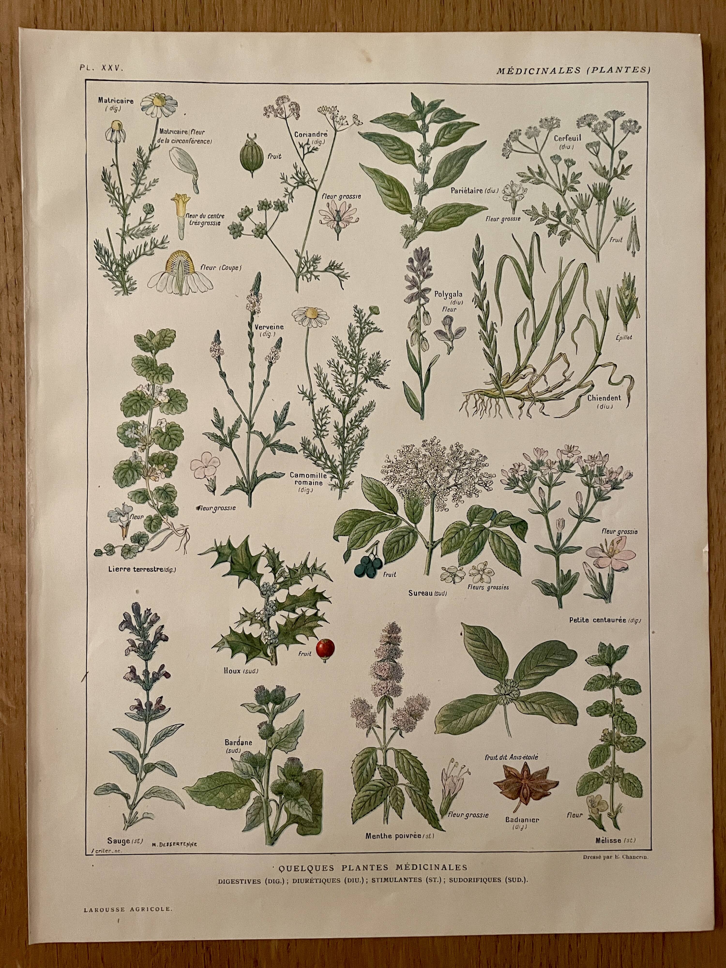 Lithographie plantes médicinales (XXV) Cerfeuil Sauge Melisse - 1920