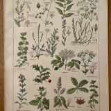 Lithographie plantes médicinales (XXV) Cerfeuil Sauge Melisse - 1920