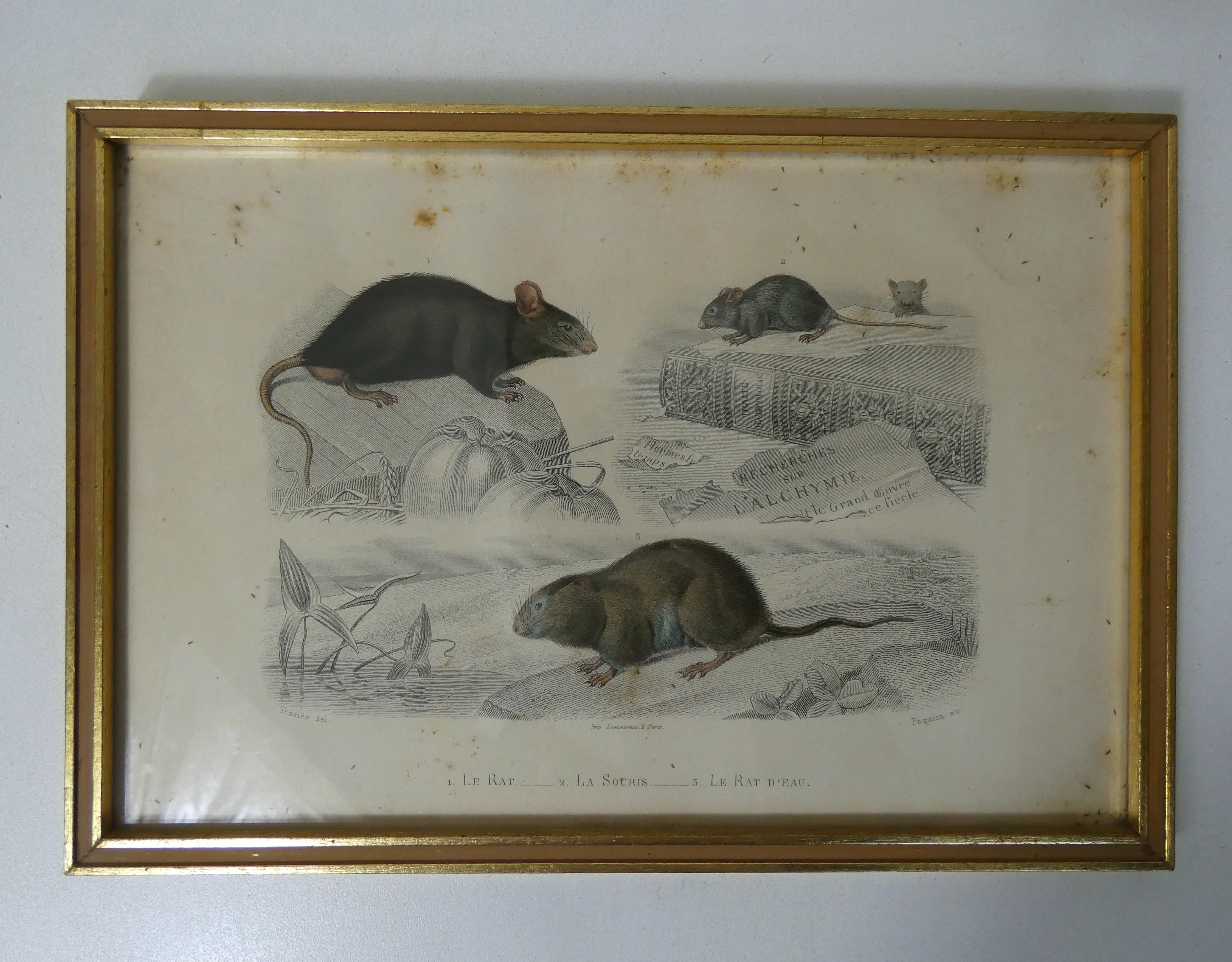 Old animal engraving framed rat mouse