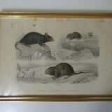 Ancienne gravure animalière encadrée rat souris