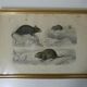 Old animal engraving framed rat mouse