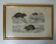 Ancienne gravure animalière encadrée rat souris