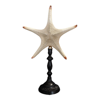 Cabinet of Curiosities starfish poraster superbus on pedestal