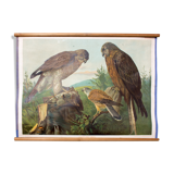 Affiche pédagogique oiseaux
