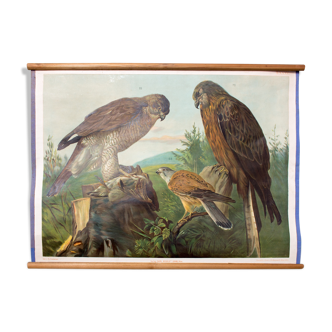 Displays educational birds