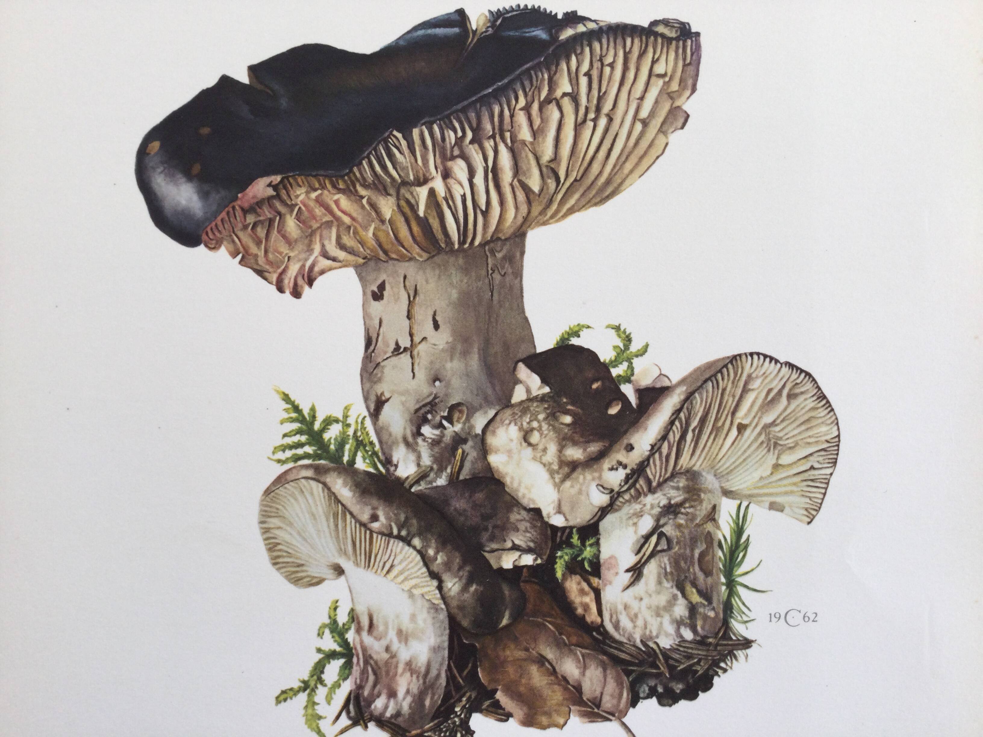 Botanical Illustration Mushrooms Russula Vintage Print 60s