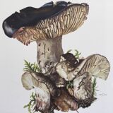 Botanical Illustration Mushrooms Russula Vintage Print 60s