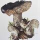Botanical Illustration Mushrooms Russula Vintage Print 60s