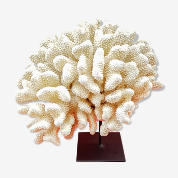 White coral on base metal