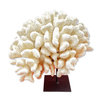 White coral on base metal