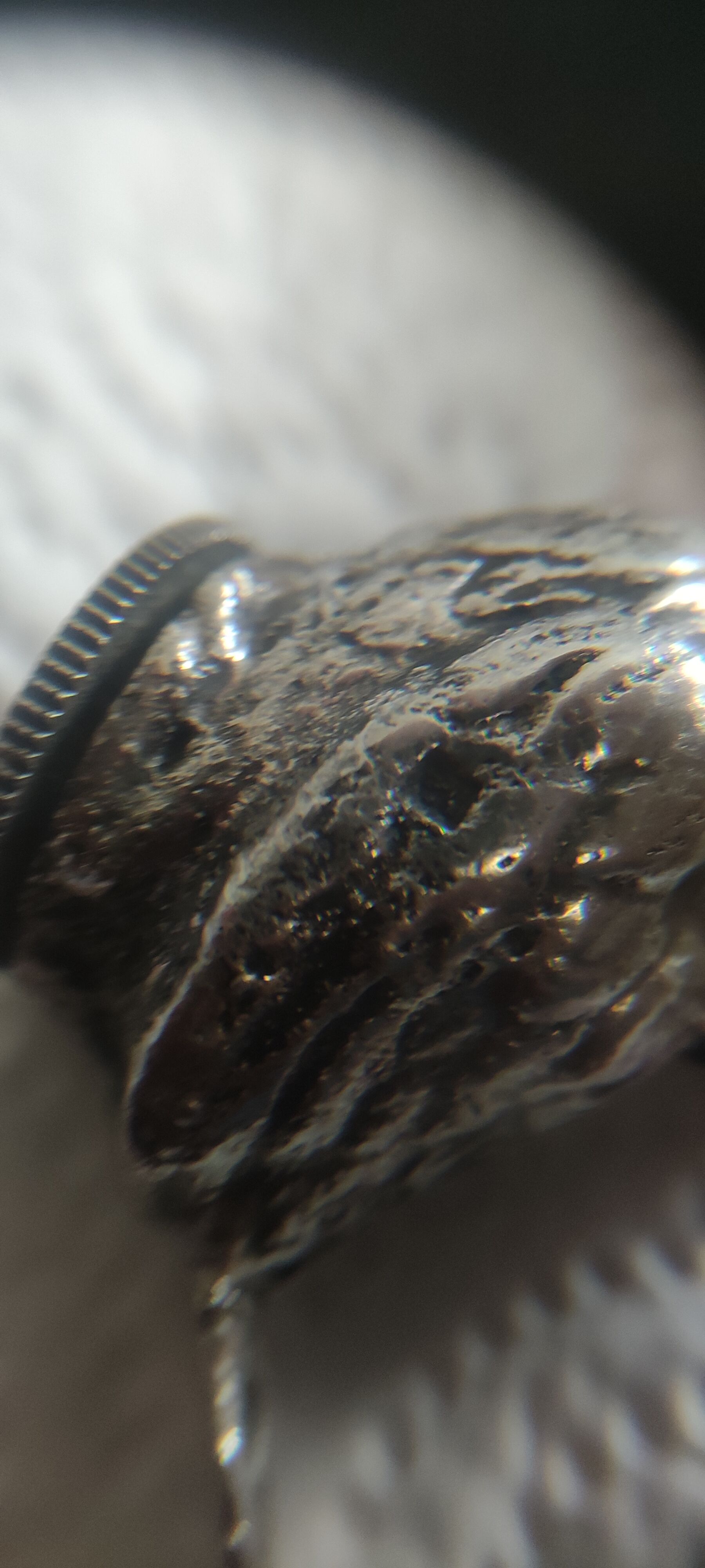 Salt and pepper silver birds