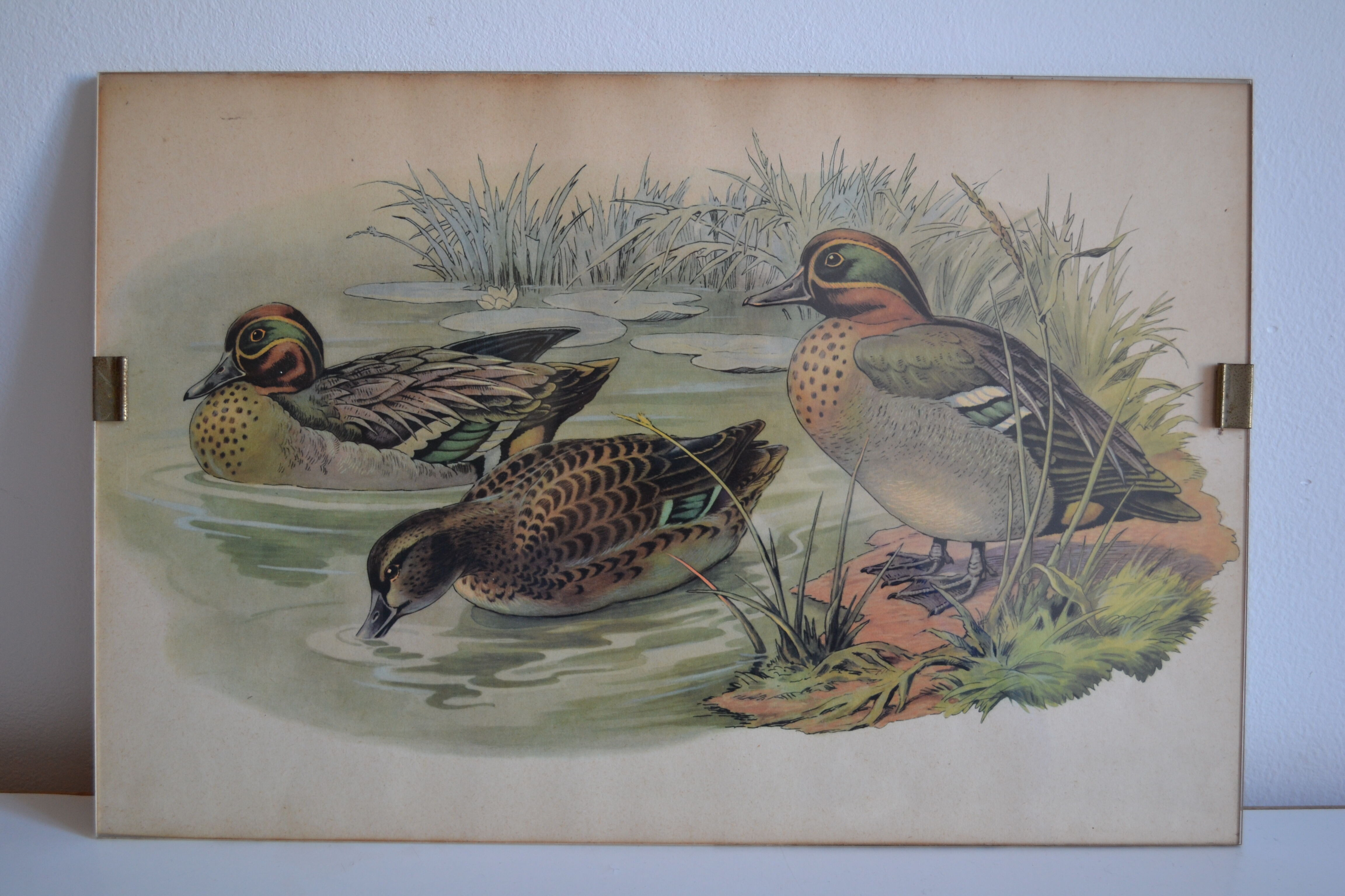 Vintage animal print ducks