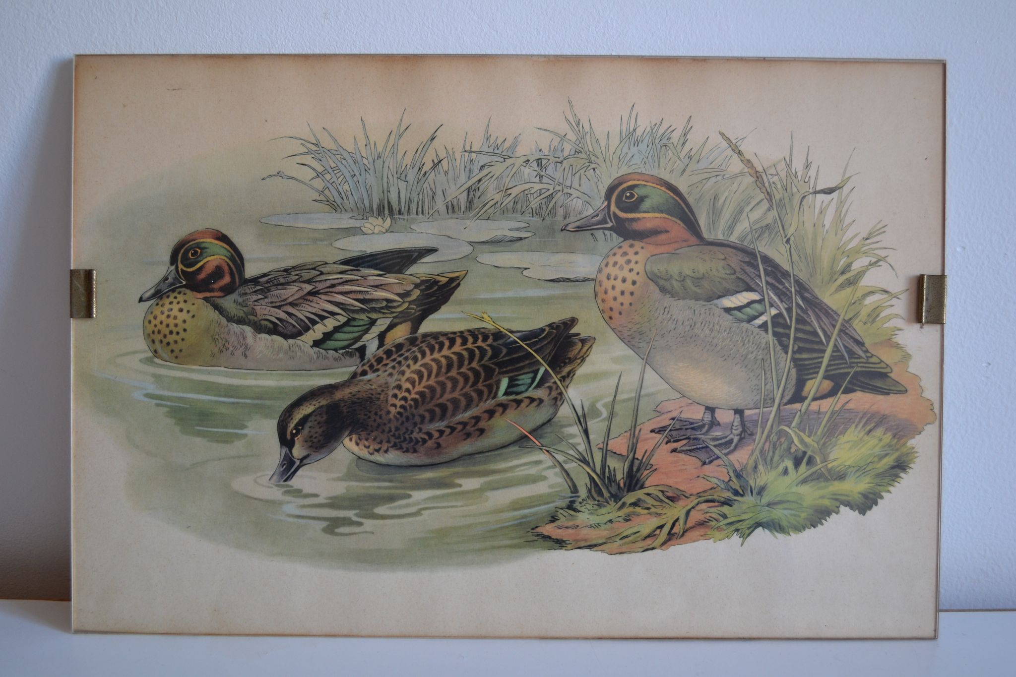 Estampe animalière vintage canards