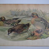 Vintage animal print ducks