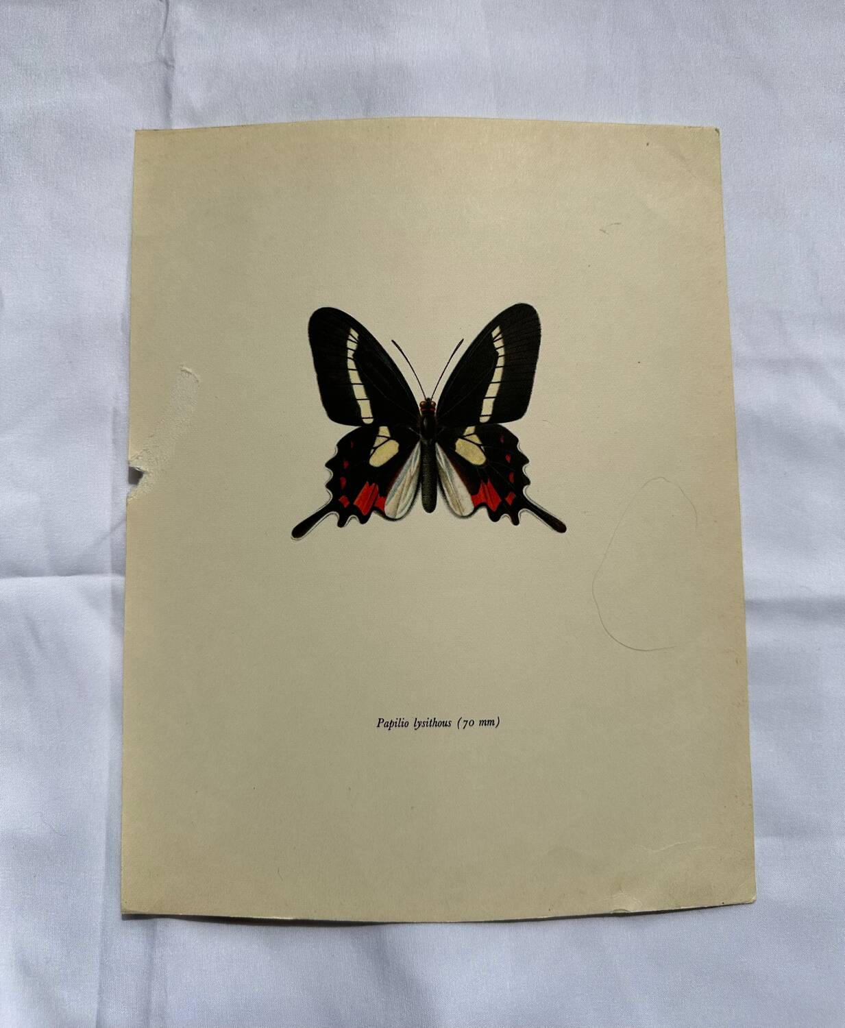 Antique Butterfly Engraving Lithograph Naturalist Botanical Plate