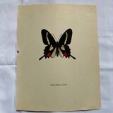 Antique Butterfly Engraving Lithograph Naturalist Botanical Plate
