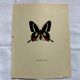 Old Engraving Butterfly Lithograph Naturalist Botanical Plate