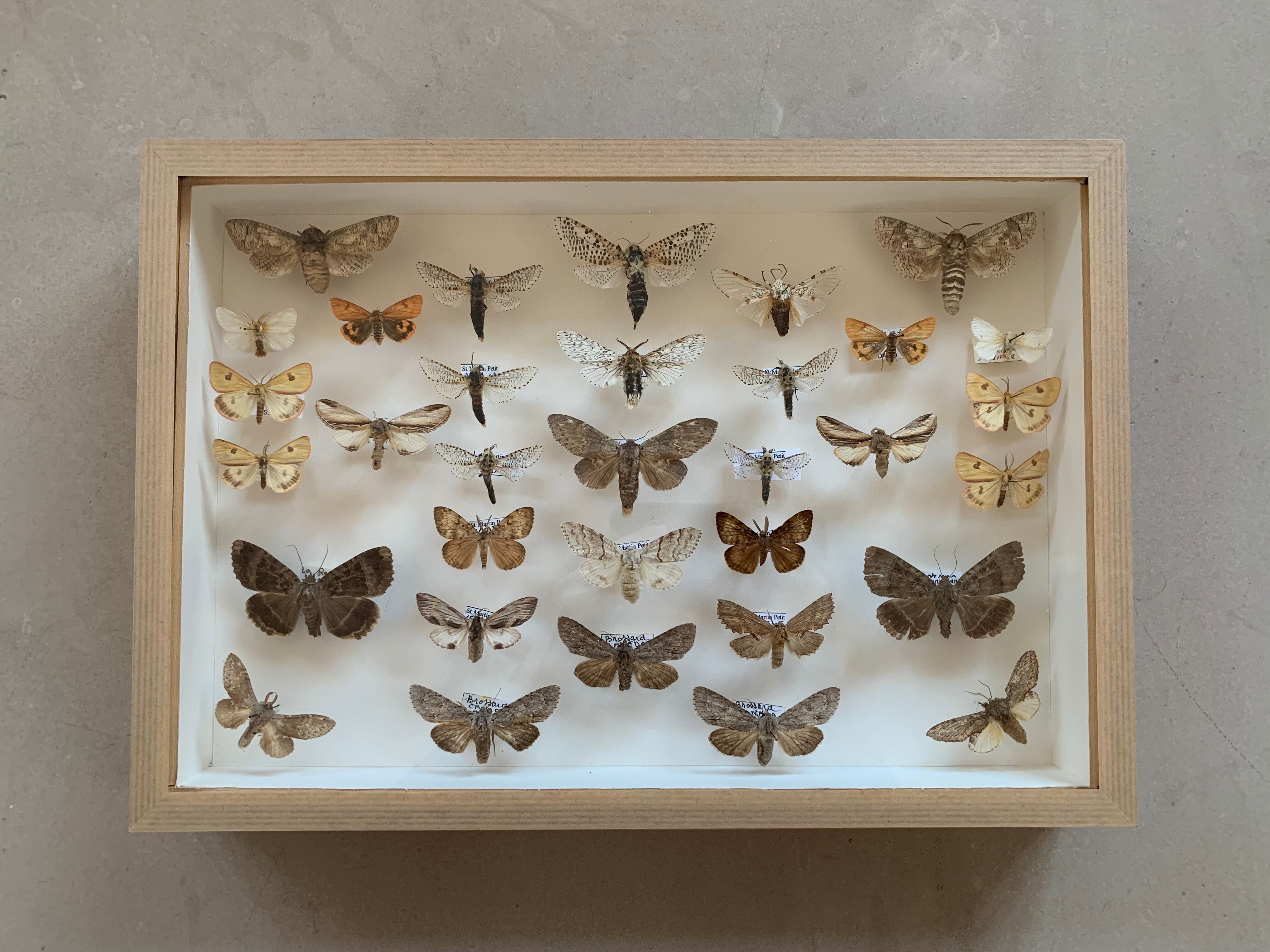 Butterfly frame stuffed under glass