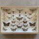Butterfly frame stuffed under glass