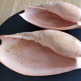 Set of 2 Cymbium Shells