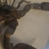 Scorpion géant de Malaisie Heterometrus Spinifer
