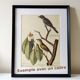 Gravure ancienne oiseau -Canard Brun- Planche de Seligmann image nature