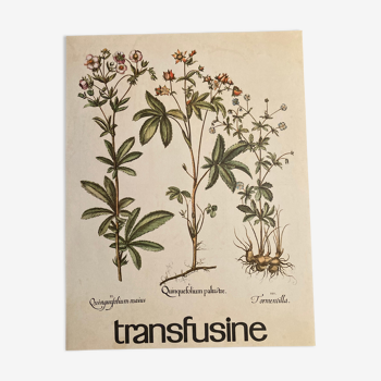 Botanical poster quintefeuille and tormentille